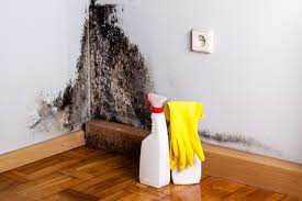 Why You Should Choose Our Mold Remediation Services in Kahuku, HI